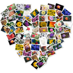 FigrCollage